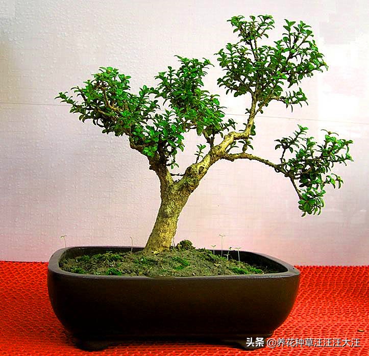 黄杨树耐热耐寒吗,珍珠黄杨的盆景造型