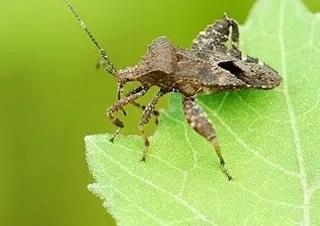 我就说网友拍到的金黄色类卵小粒状物是缘蝽卵，不信可以听我解释