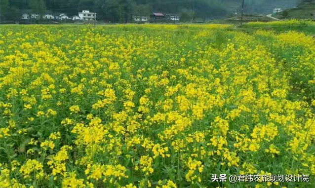 江西仙姑坛景区,2024年铜鼓仙姑坛杜鹃花开了吗