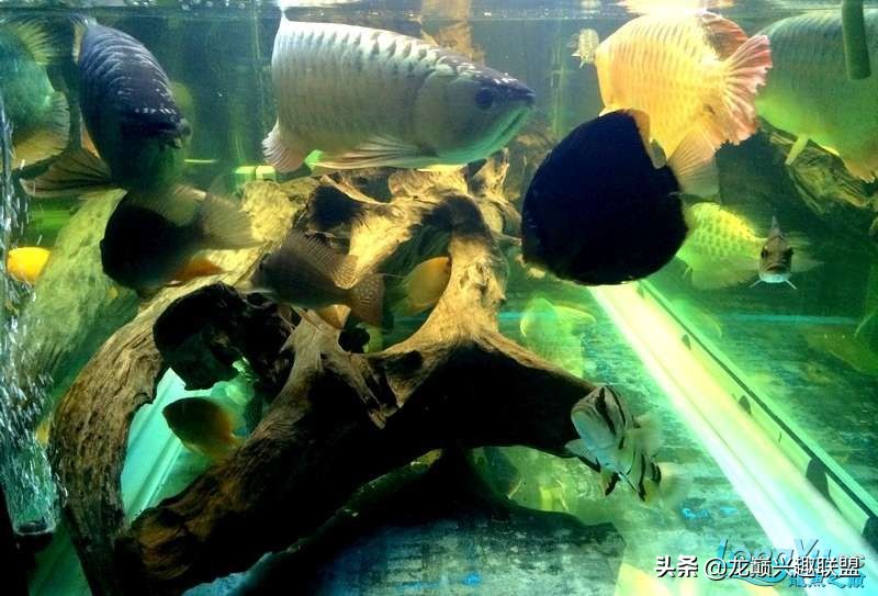 手把手教你做龙鱼最强营养秘方食谱--鲜虾牛肉狮子头，别馋哈