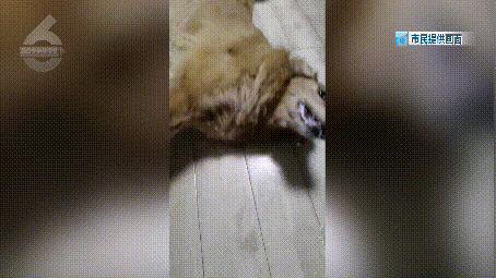 太痛苦了！满地打滚痛苦挣扎口吐白沫后宠物犬死亡昆明一小区接连发生遛狗后狗狗中毒死亡事件