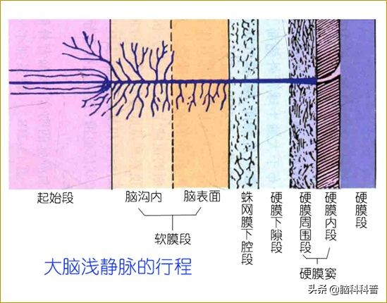 脑静脉分为深浅两支,脑静脉解剖