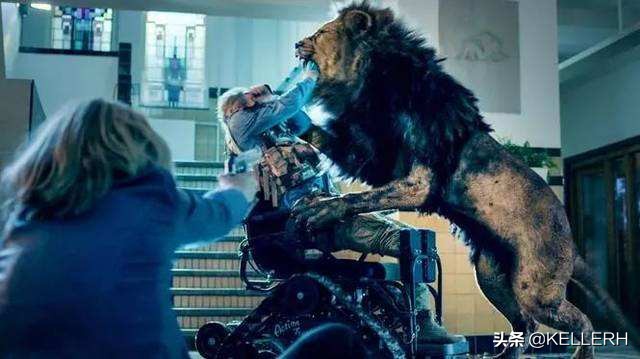 当你遇到一头狮子,城市里闯入了一头狮子