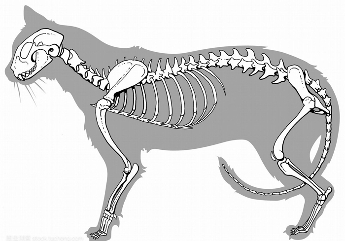 辟谣,猫咪尾巴一直不动很正常?错,不仅反常更有瘫痪风险