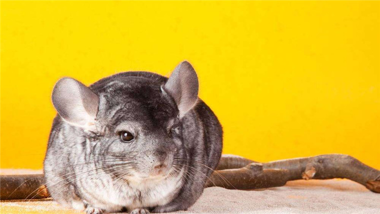 怎么才能让仓鼠停止咬笼子,怎样不让仓鼠招虫子