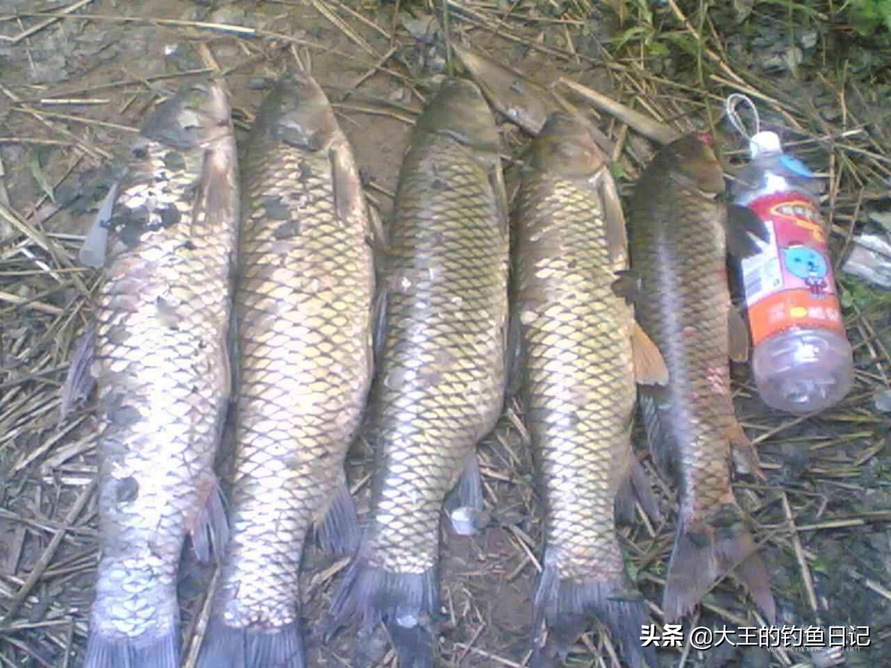 钓草鱼海竿用串钩好还是翻板钩好,海竿串钩水浅有淤泥怎么钓草鱼