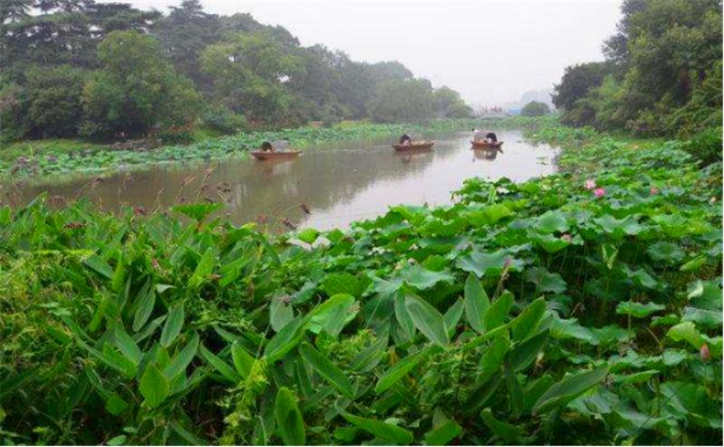 莲子高产栽培技术书籍,湘莲的莲子可以栽培吗