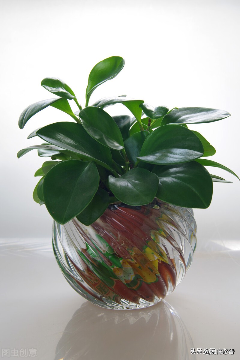 100种常种花卉养护秘籍,20种花卉浇水保养法