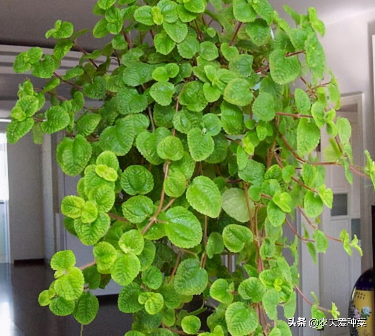 吸烟最怕的植物,宿舍养什么植物能除烟味