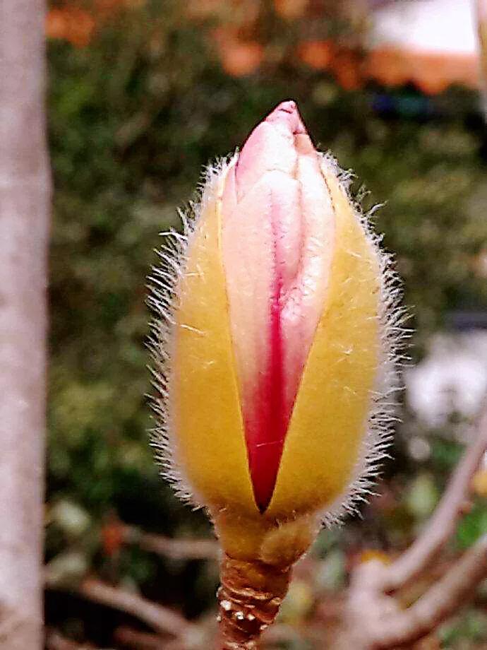 望春玉兰花盛开,造型望春玉兰