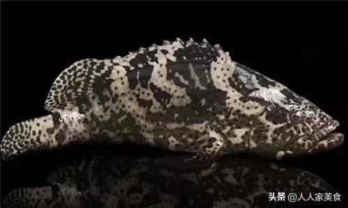 最好的十种石斑鱼,最漂亮的几种石斑鱼