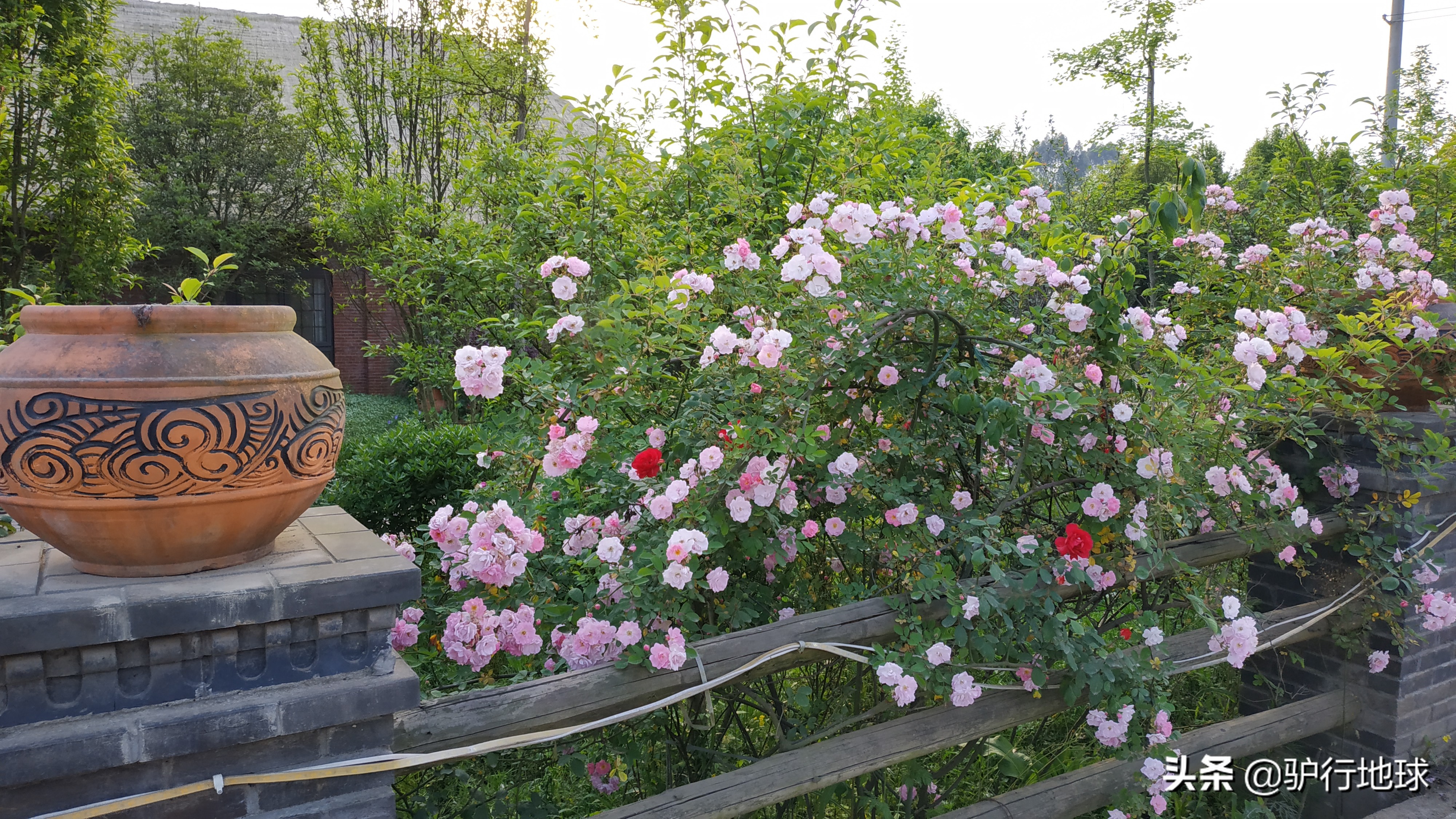 成都周边适合秋天看花的地方,成都周边看花攻略国庆节