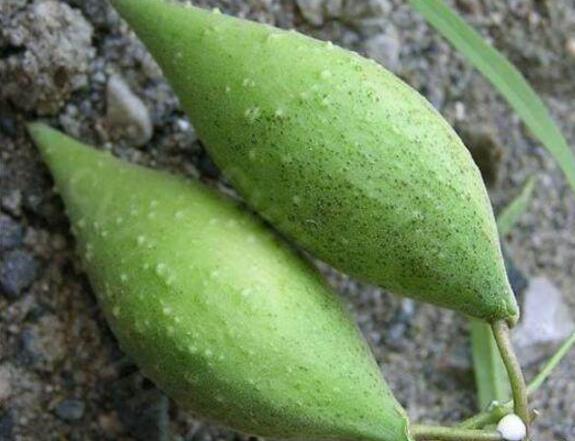 在田里发现这种“羊奶瓜”,快保护起来,值钱,一斤好几十