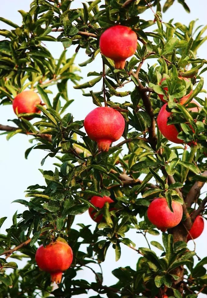 盆景石榴只开花不结果怎么回事,石榴盆景不发芽怎么办