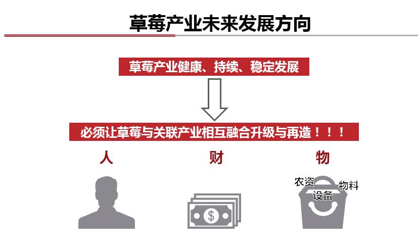 现在种草莓到过年来得及吗,种草莓有前途吗