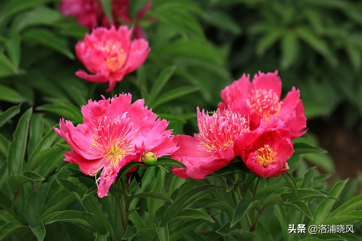 大院绿化的回忆——顺便看看院里的芍药定个究竟有多少种？