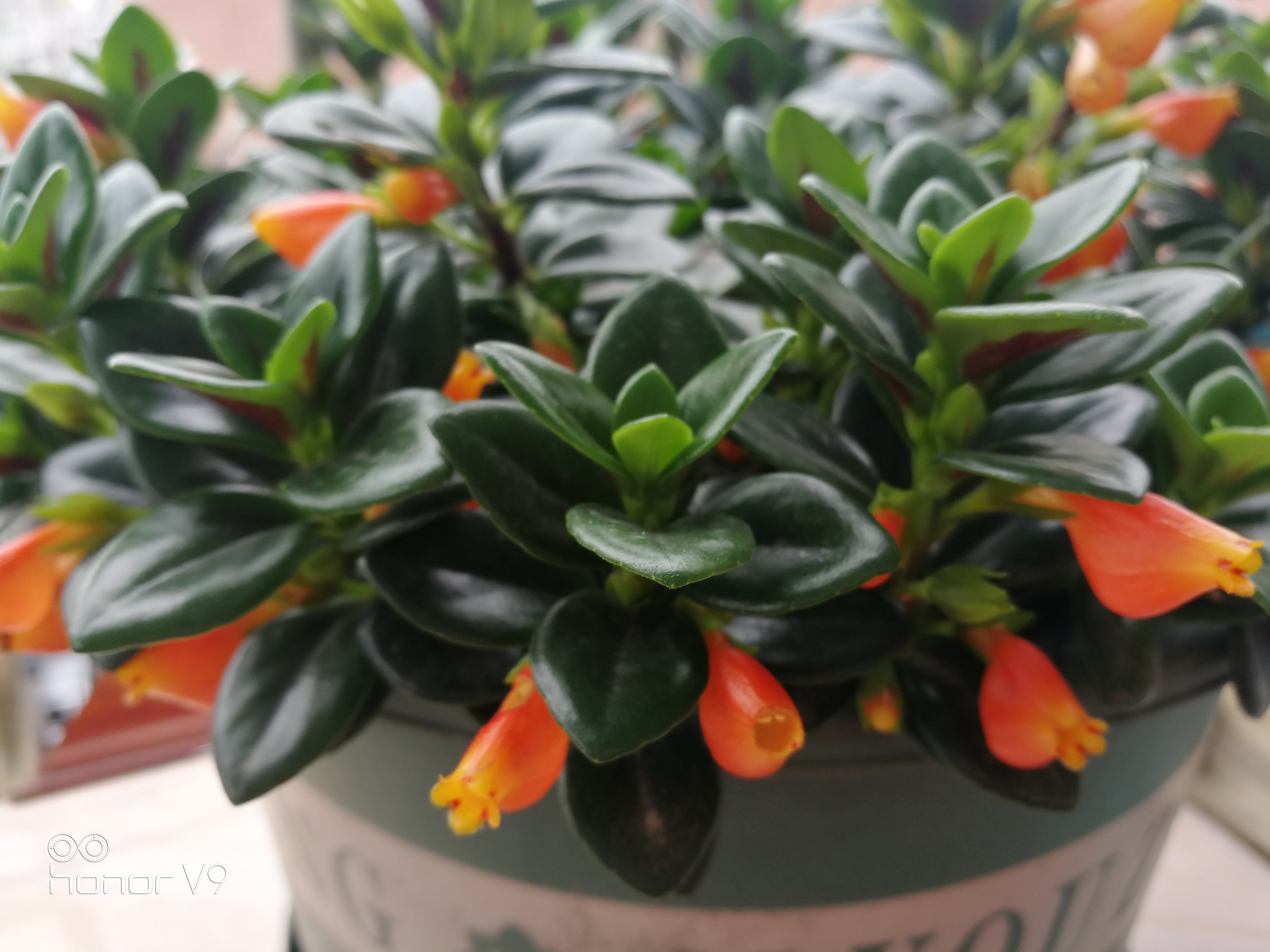 养什么植物晒不死又不怕冻,北方冬天适合养的花草耐寒耐冻