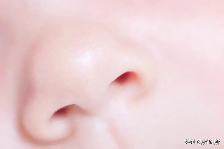 天天吸猫猫毛会被吸进身体里吗,肺里能吸进猫毛么