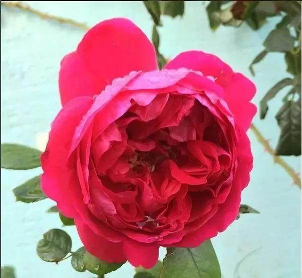 100种玫瑰花品种大全,玫瑰花有哪些品种大全