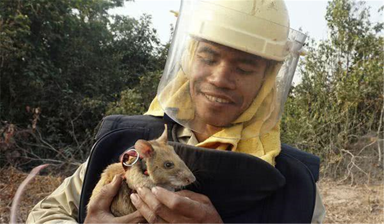 体型最大的鼠类排名,世界上最大的鼠类有多大