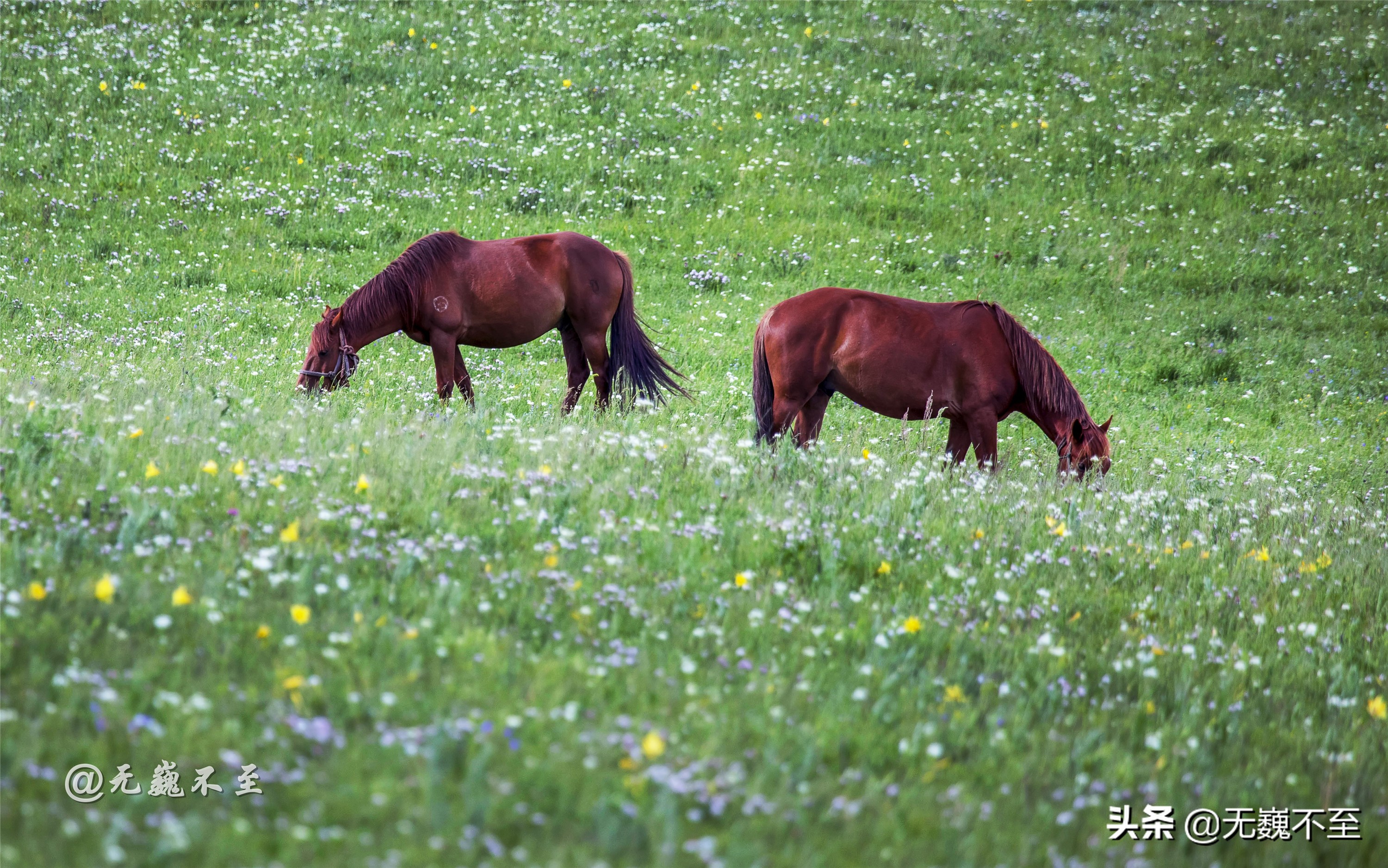3天自驾克什克腾旗旅游攻略,内蒙古腾格里自驾游最佳路线