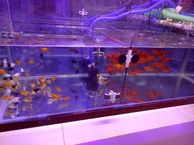 新手买什么观赏鱼最好又便宜,如何购买到高品质的鱼