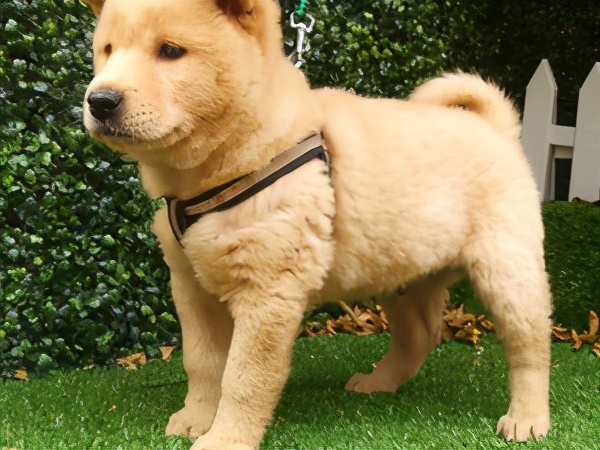 如果狗狗有这些特征说明可以旺家,狗狗有这几个特征说明它是好狗