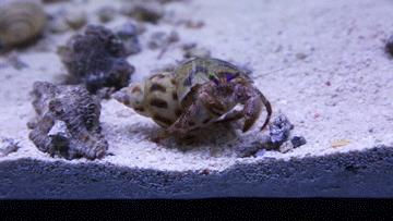 色彩斑斓的海底珊瑚,五彩缤纷的海洋生物视频