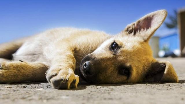 狗狗便秘了如何帮助狗狗排便,狗狗便秘怎么让狗狗排出粪便