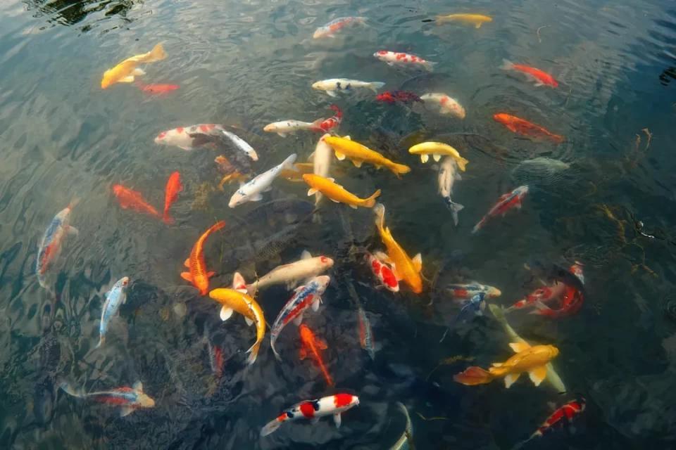 碧源月湖放风筝,碧源月湖垂钓园