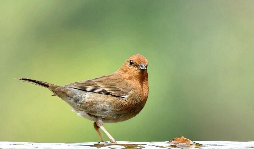 东江揽胜,惠州淡水常见鸟类图谱