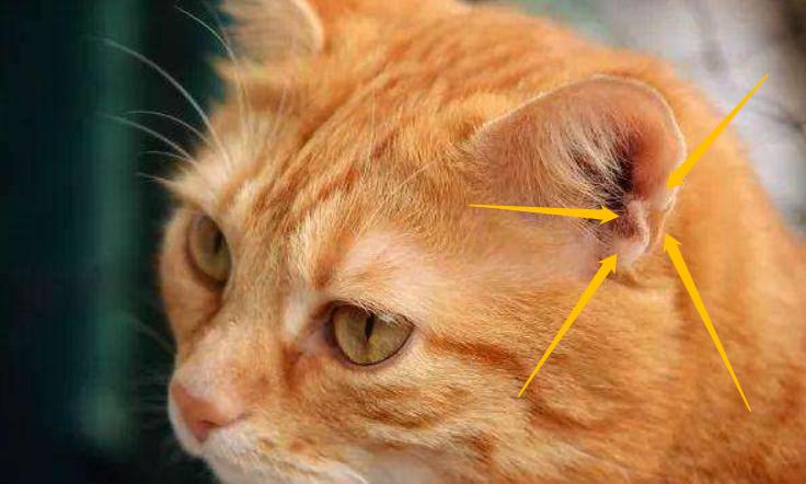 猫为什么一直看天花板害怕,猫对着天花板叫怎么回事