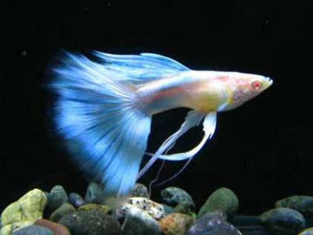 孔雀鱼怎么养到爆缸,陶粒草缸养阴性草可以养孔雀鱼么