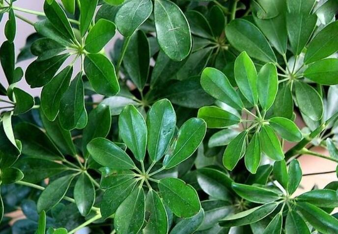 适合家里客厅放的绿植又好养活,适合放在客厅的绿植哪一种最好养