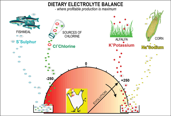爱宠避暑的100个小妙招,宠物中暑降温方法是什么