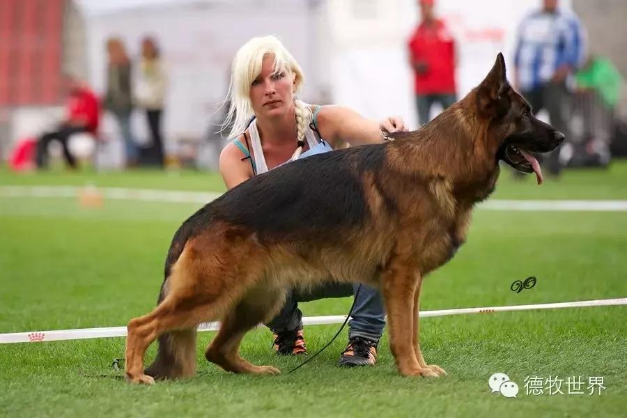 我的狗情结（三）