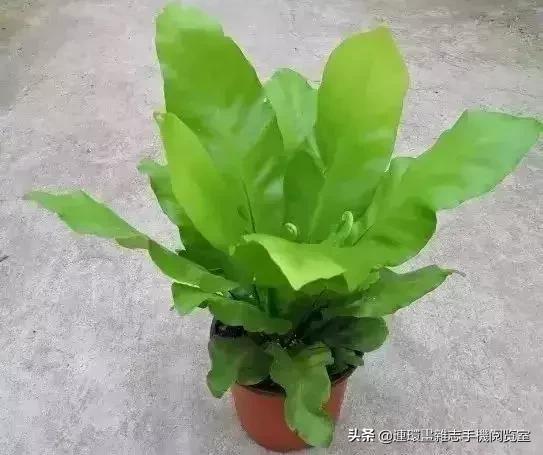 100种常见花卉植物图谱,100种花卉素描图谱