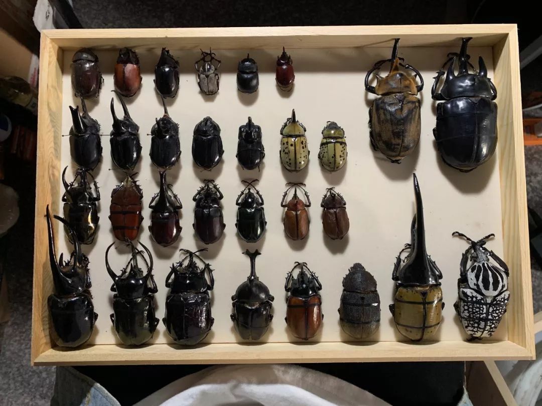 95后小伙离世捐献器官救了5人,95后小伙昆虫标本