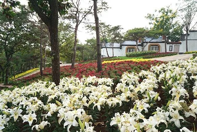 大连重阳节旅游攻略,大连九月秋游攻略