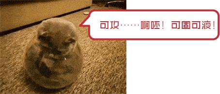 猫是固体还是液体,猫咪究竟是液体还是固体