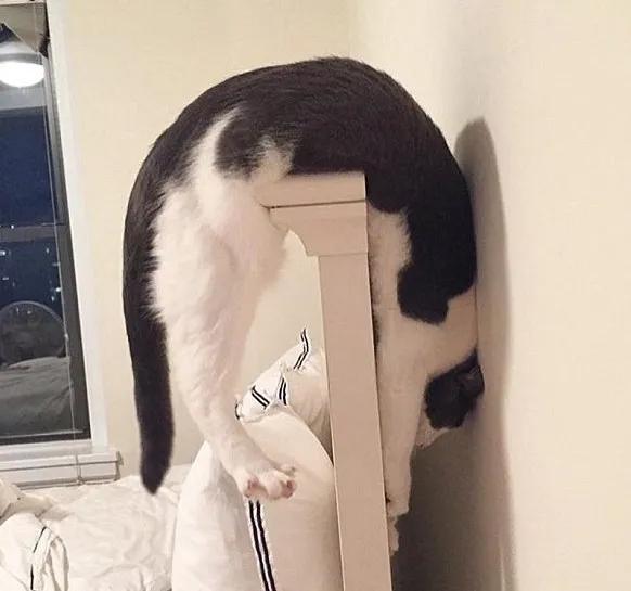 摸猫咪的时候猫咪咬人怎么纠正,怎么改正猫咪爱咬人手玩的习惯