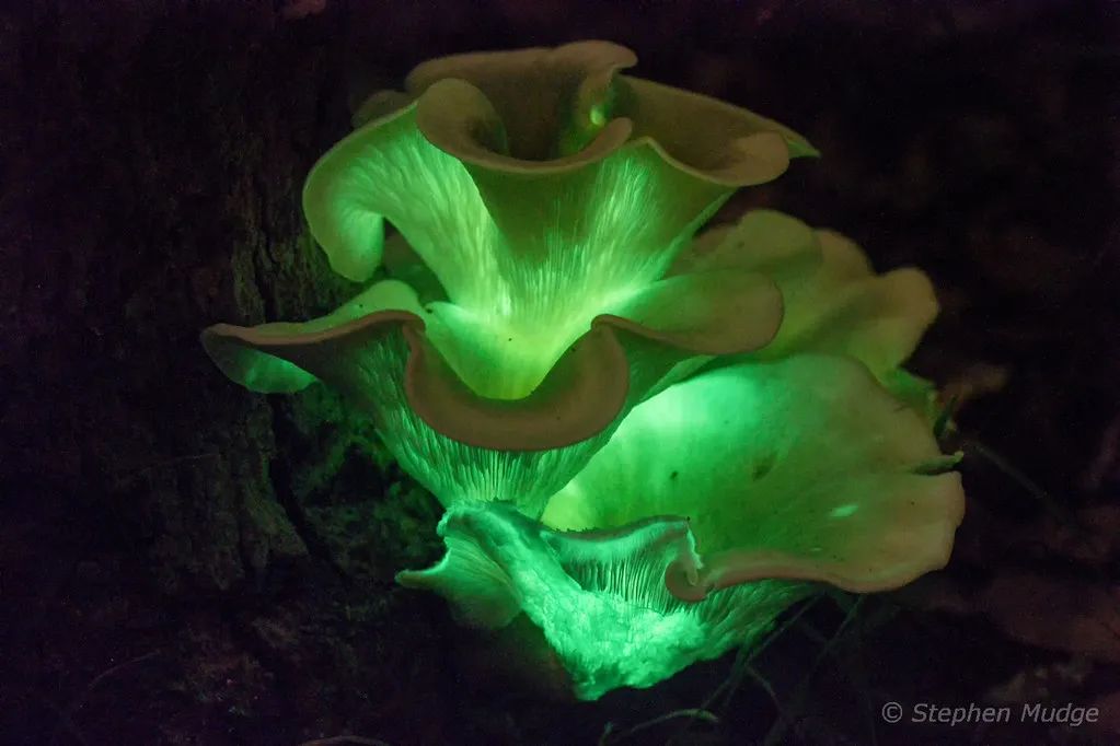 蘑菇头上有红点,蘑菇头上有小红点