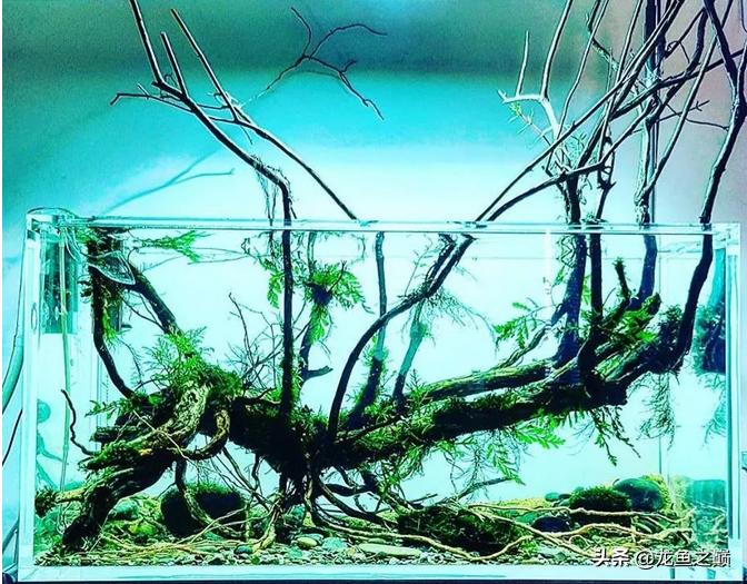 沉木与什么石头搭配造景,沉木造景选树桩还是拱桥