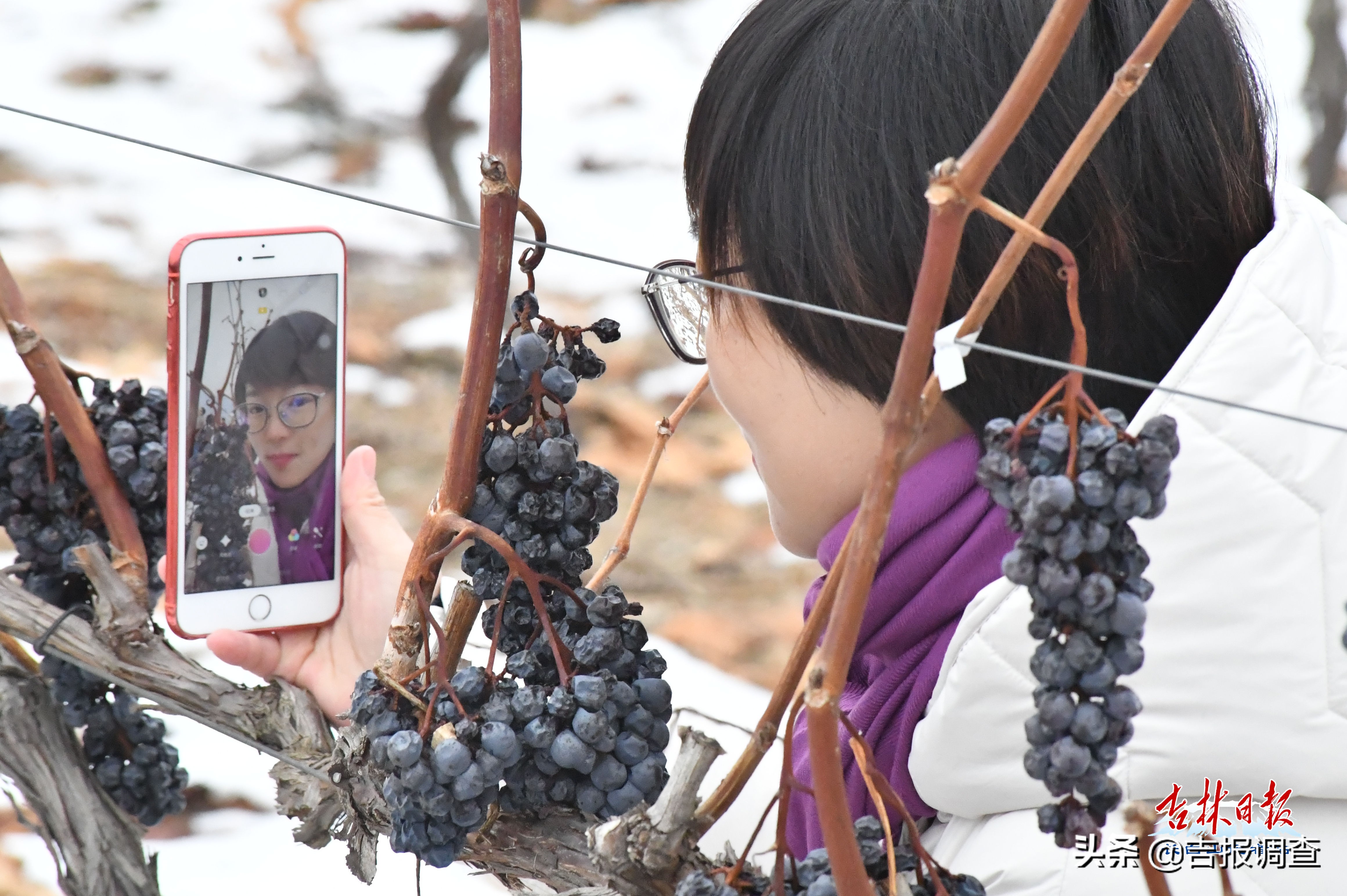 集安鸭江谷冰葡萄,集安鸭江谷冰葡萄怎么样