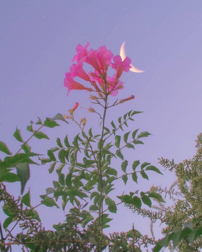 英语句子常用句型,初中英语课堂实用英语口语