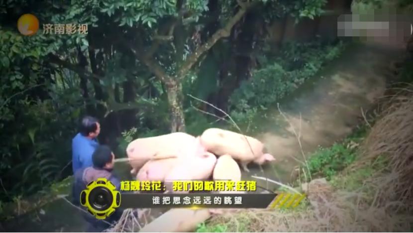 一起盘点一下那些年最火的组合,那些曾经红极一时的组合