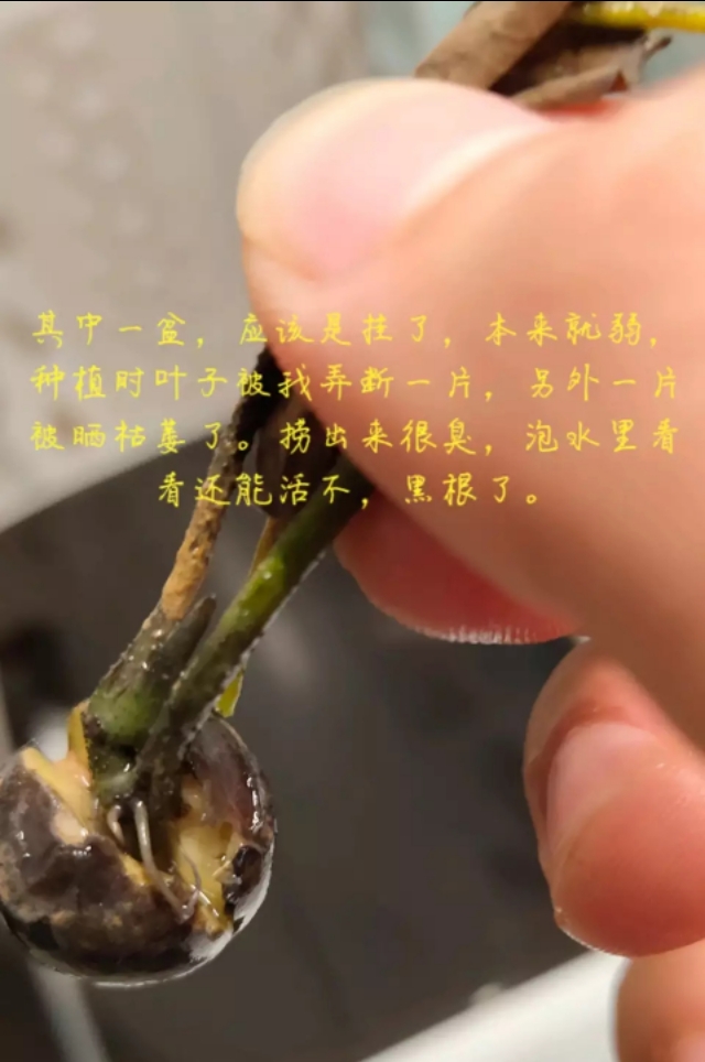 用种子栽培碗莲成长日记,碗莲与鱼在缸中栽培方法