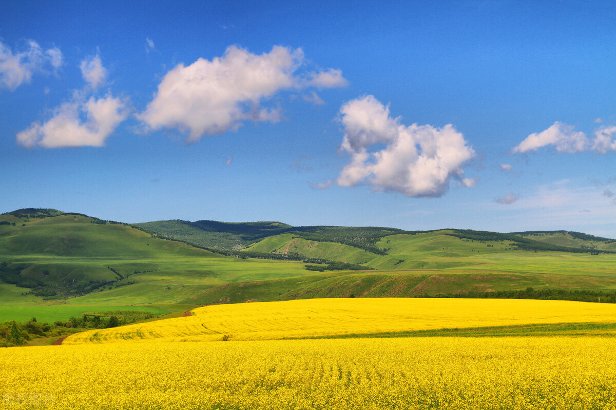 时代人生(10)猫偷吃了邻居的鸡,怎么办?