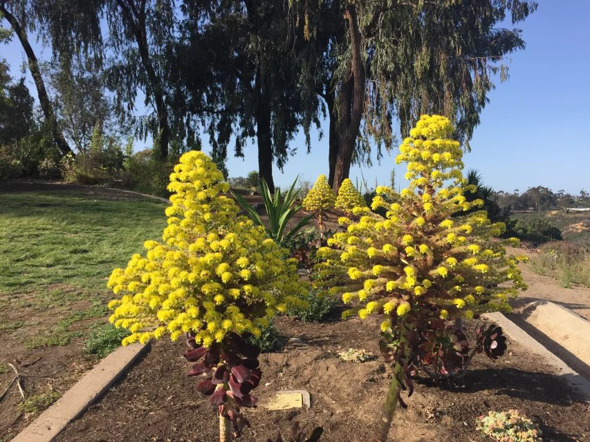 考toefl留学美国条件,toefl考多少分可以申请美国名校
