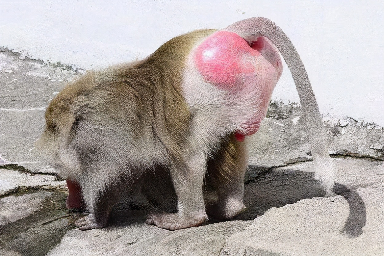 女人没有发情信号？胸部其实就是信号